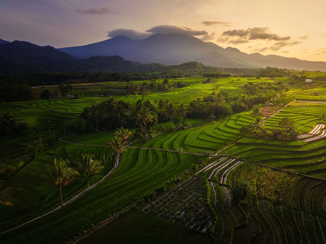 Indonesian Vanilla: World's Second Largest Producer | VanillaGoods