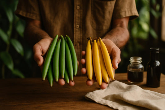 Comparison of immature green vanilla pods and mature yellowing vanilla pods held by farmer, illustrating early harvest vs