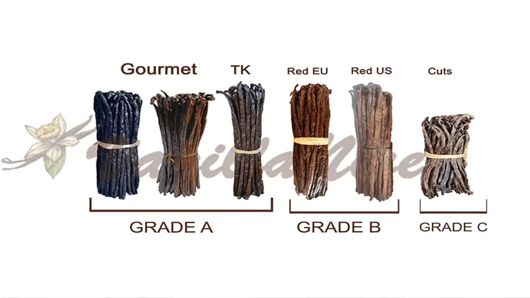 Grade A and Grade B vanilla beans side by side showing moisture and texture differences for grading comparison