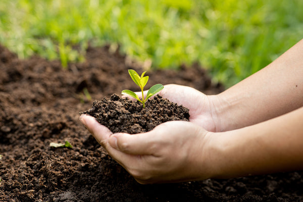 Soil Health and Vanilla: The Underground Story | VanillaGoods