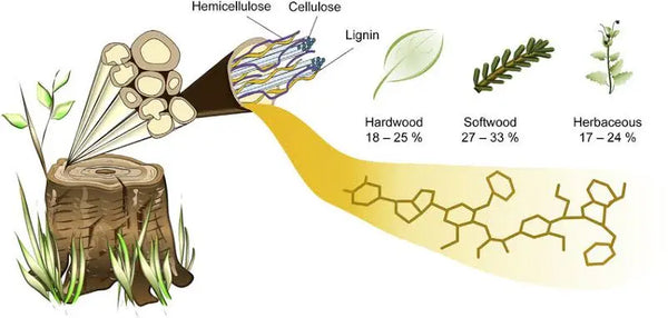 Lignin Vanillin vs Petroleum Vanillin vs Real Vanilla | VanillaGoods