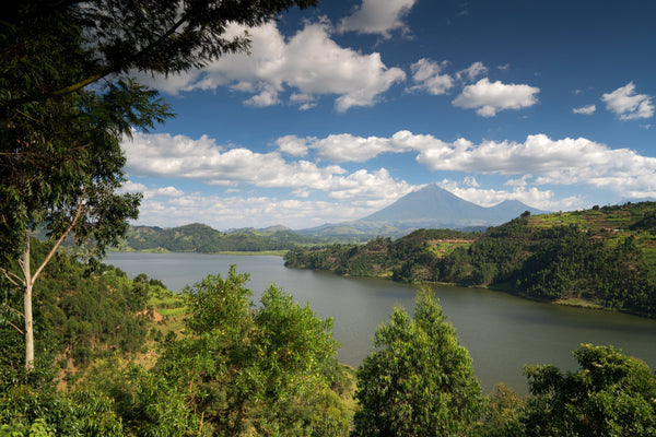 Ugandan Vanilla: The Emerging Origin | VanillaGoods