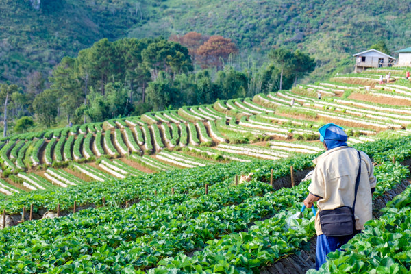 Climate Change and Vanilla Farming: What's at Stake | VanillaGoods