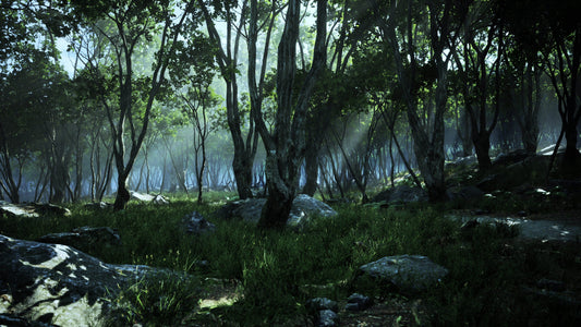 Madagascar Vanilla Forests: Deforestation Challenges | VanillaGoods