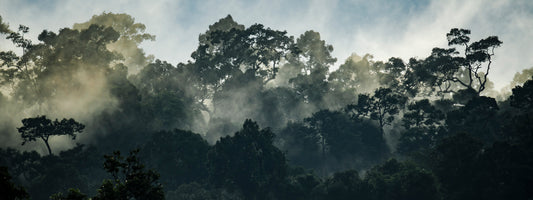 Climate Vanilla Needs: Origin Geography | VanillaGoods