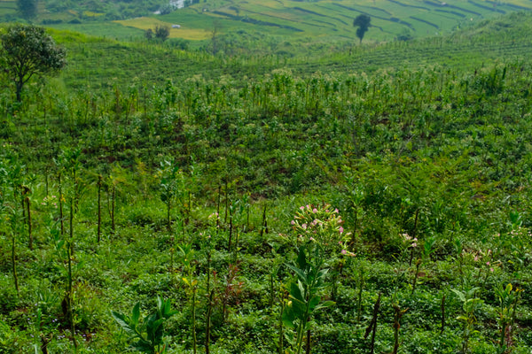Agroforestry and Vanilla: Why How It's Grown Matters | VanillaGoods