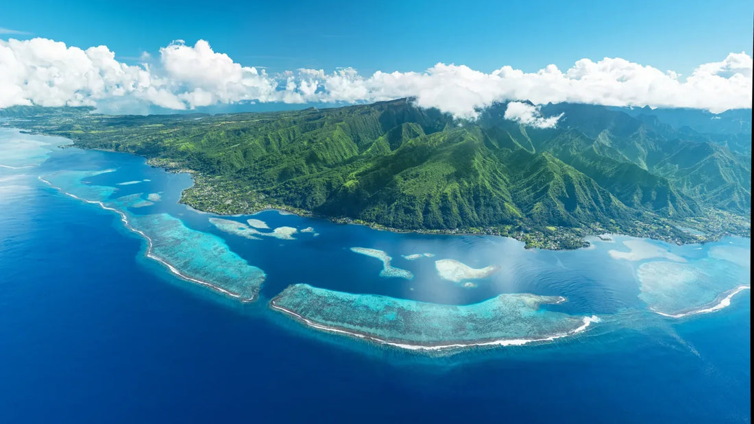 Tahitian Vanilla: A Different Species | VanillaGoods