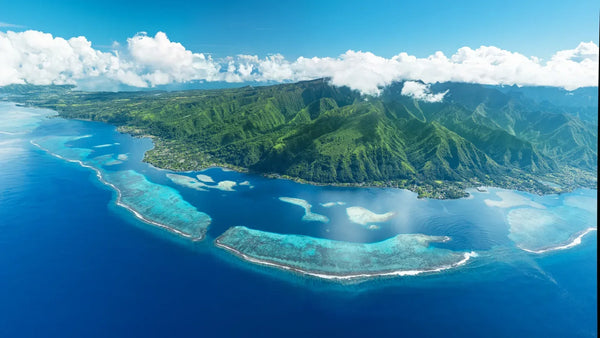 Tahitian Vanilla: A Different Species | VanillaGoods