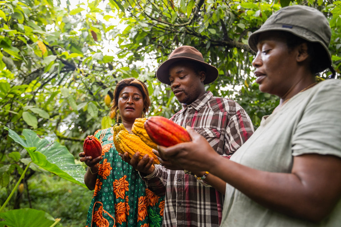 Vanilla Farm Cooperatives: How They Work | VanillaGoods