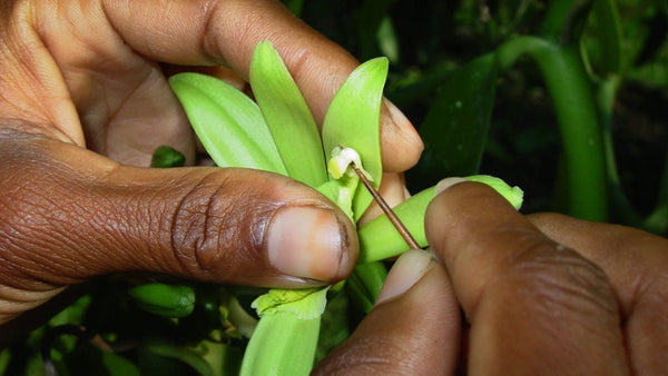 Vanilla Vine Pollination: Hand-Labor Behind Every Bean | VanillaGoods