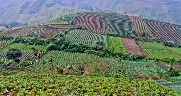 Inside a Vanilla Cooperative: How Farmers Get a Fair Share | VanillaGoods