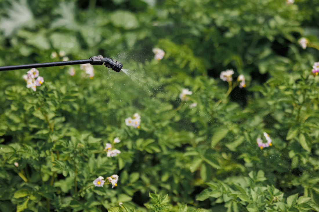 Pesticide Use in Vanilla Farming: The Real Picture | VanillaGoods