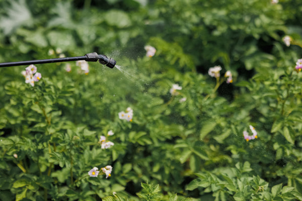 Pesticide Use in Vanilla Farming: The Real Picture | VanillaGoods