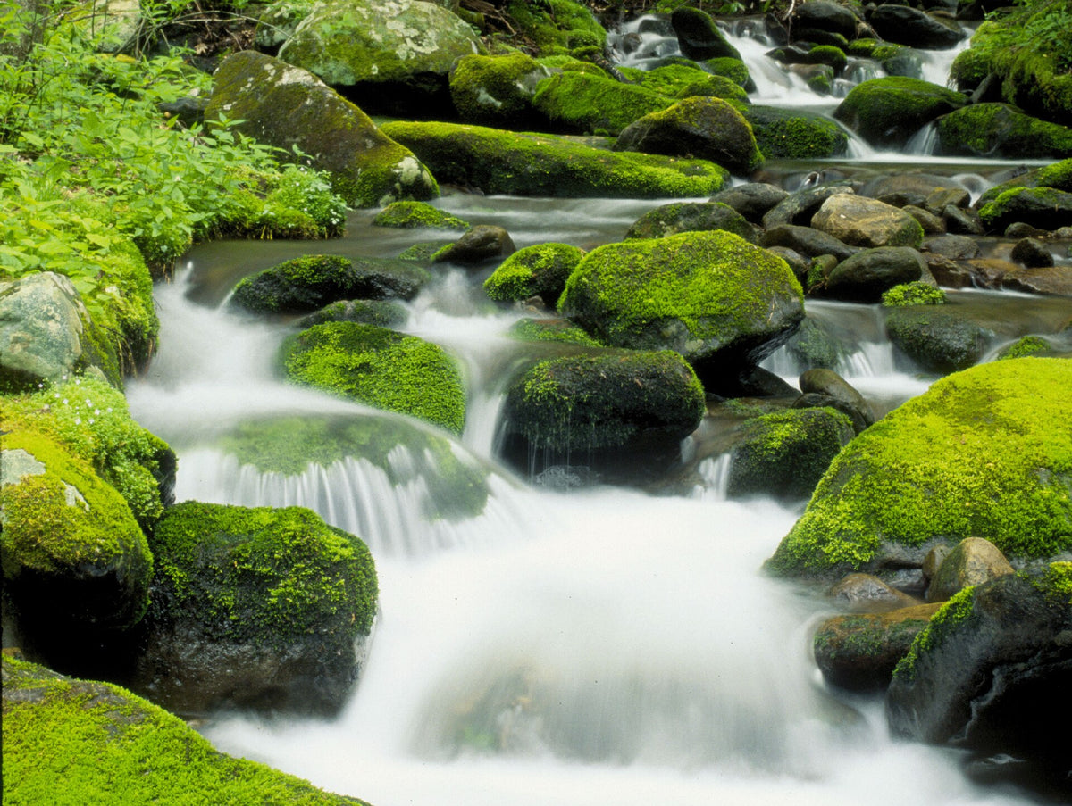 Cherohala Skyway: Joyce Kilmer-Slickrock Wilderness