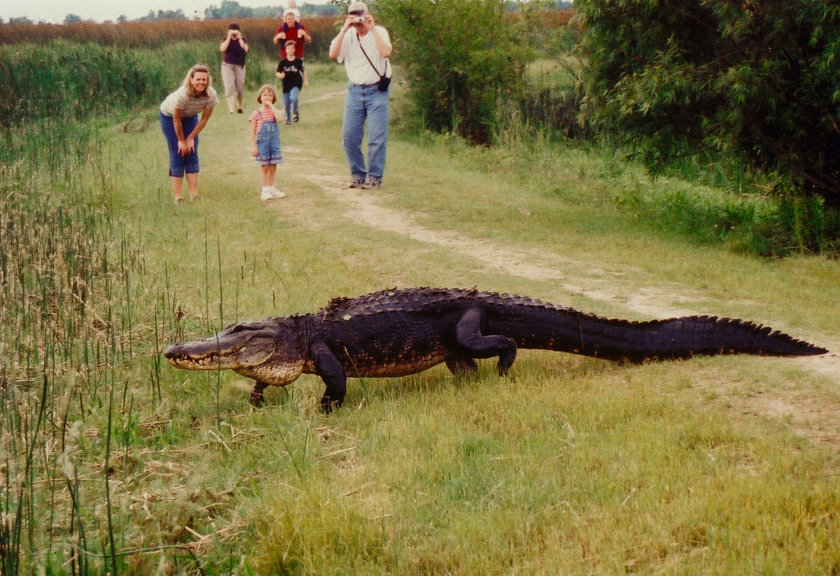 Creole Nature Trail: Gator Walking Across Path