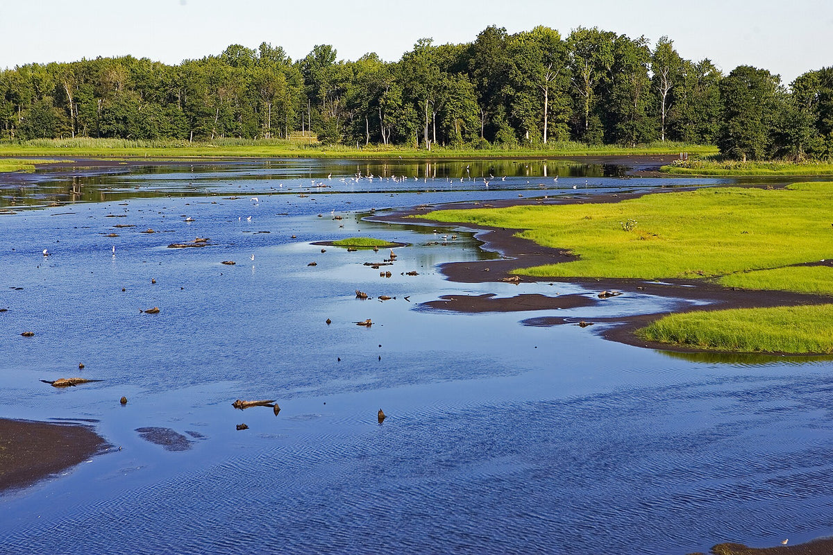 Along the Delaware Bayshore Byway