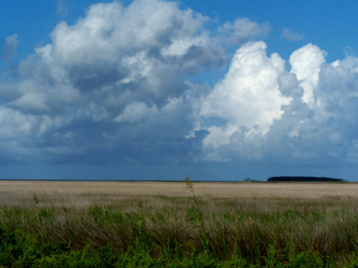 Outer Banks Scenic Byway: Thorofare Marsh and Sky